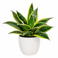 Pianta artificiale Sansevieria con vaso bianco, verde e giallo, altezza 45 cm